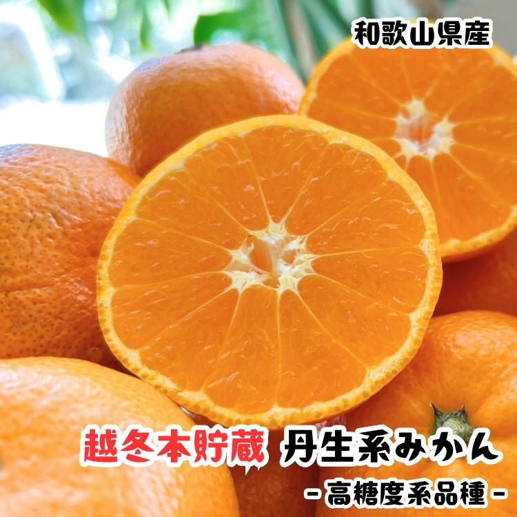 越冬本貯蔵&nbsp;丹生系&nbsp;みかん&nbsp;3kg【先行予約】【高糖系みかん】