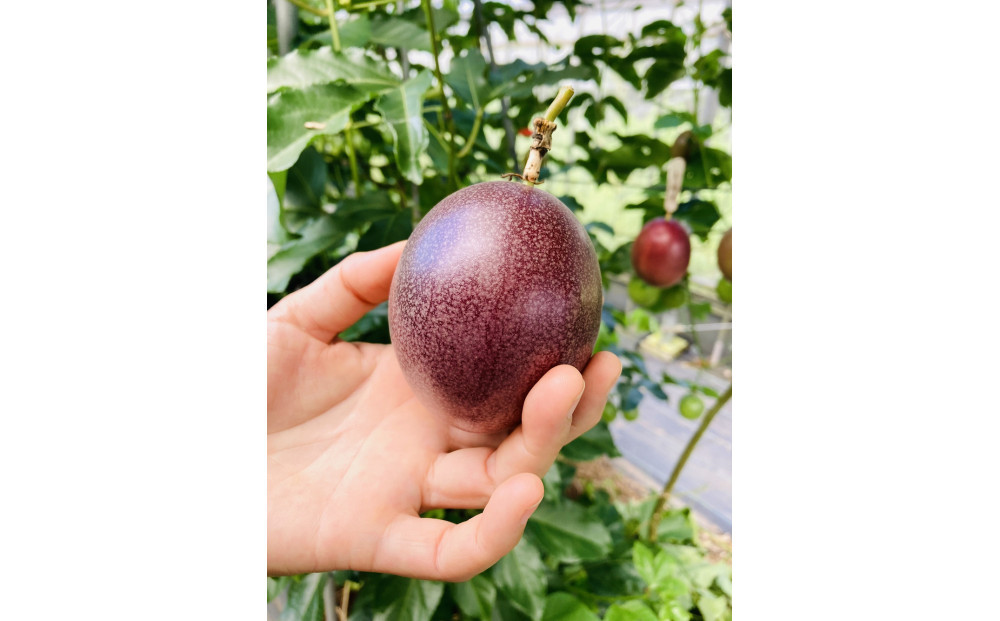 夏採れ!!【数量限定】パッションフルーツ　約1.6ｋｇ　２Lサイズ&nbsp;　化粧箱入