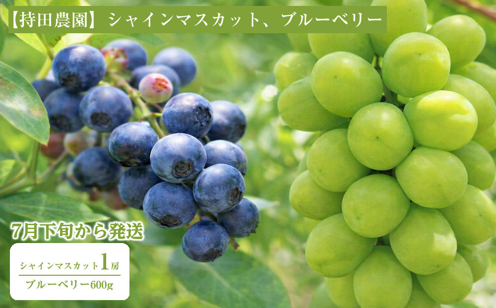 【2026年7月下旬以降発送】シャインマスカット1房とブルーベリー600g【持田農園】