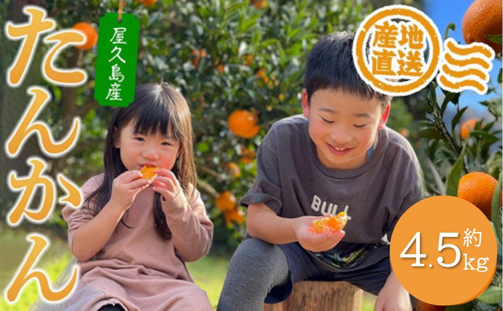 【先行予約・2027年発送】家庭用・訳あり&nbsp;屋久島産たんかん4.5kg満杯箱(M～3Lサイズ混合・約26玉前後)