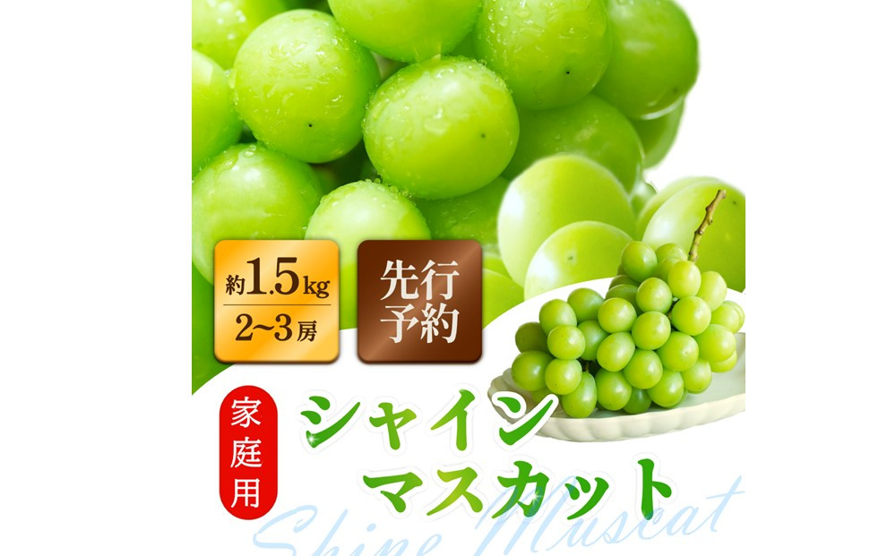 家庭用シャインマスカット&nbsp;2～3房&nbsp;合計1.5kg以上&nbsp;ぶどう&nbsp;葡萄&nbsp;桃太郎御一行　岡山県産&nbsp;2026年【8月中旬頃発送】