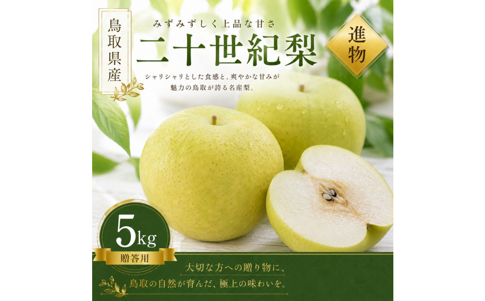有梨の実石田&nbsp;二十世紀梨&nbsp;(ギフト用)5kg【8月下旬以降お届け】