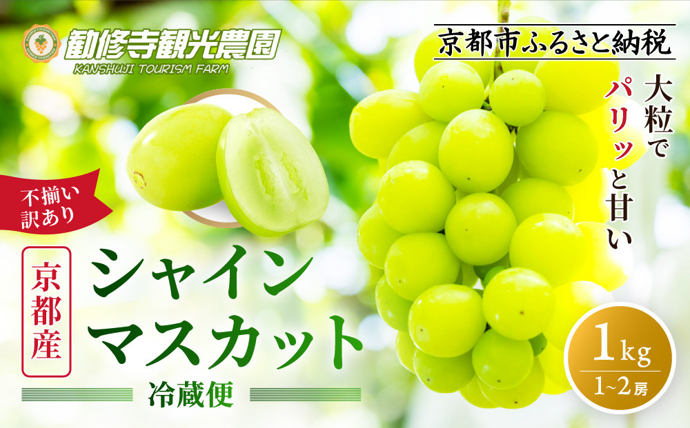 《先行予約&nbsp;2026年8月下旬～9月発送》【勧修寺観光農園】不揃い訳あり&nbsp;京都市産&nbsp;シャインマスカット&nbsp;1kg｜シャインマスカット&nbsp;人気［&nbsp;観光農園&nbsp;シャインマスカット&nbsp;ぶどう&nbsp;不揃い&nbsp;訳あり&nbsp;フルーツ&nbsp;デザート&nbsp;おいしい&nbsp;グルメ&nbsp;人気&nbsp;おすすめ&nbsp;お取り寄せ&nbsp;通販&nbsp;送料無料&nbsp;ふるさと納税&nbsp;］