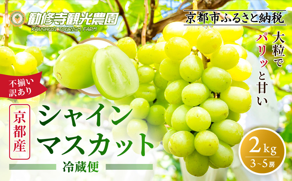 《先行予約&nbsp;2026年8月下旬～9月発送》【勧修寺観光農園】不揃い訳あり&nbsp;京都市産&nbsp;シャインマスカット&nbsp;2kg｜シャインマスカット&nbsp;人気［&nbsp;観光農園&nbsp;シャインマスカット&nbsp;ぶどう&nbsp;不揃い&nbsp;訳あり&nbsp;フルーツ&nbsp;デザート&nbsp;おいしい&nbsp;グルメ&nbsp;人気&nbsp;おすすめ&nbsp;お取り寄せ&nbsp;通販&nbsp;送料無料&nbsp;ふるさと納税&nbsp;］