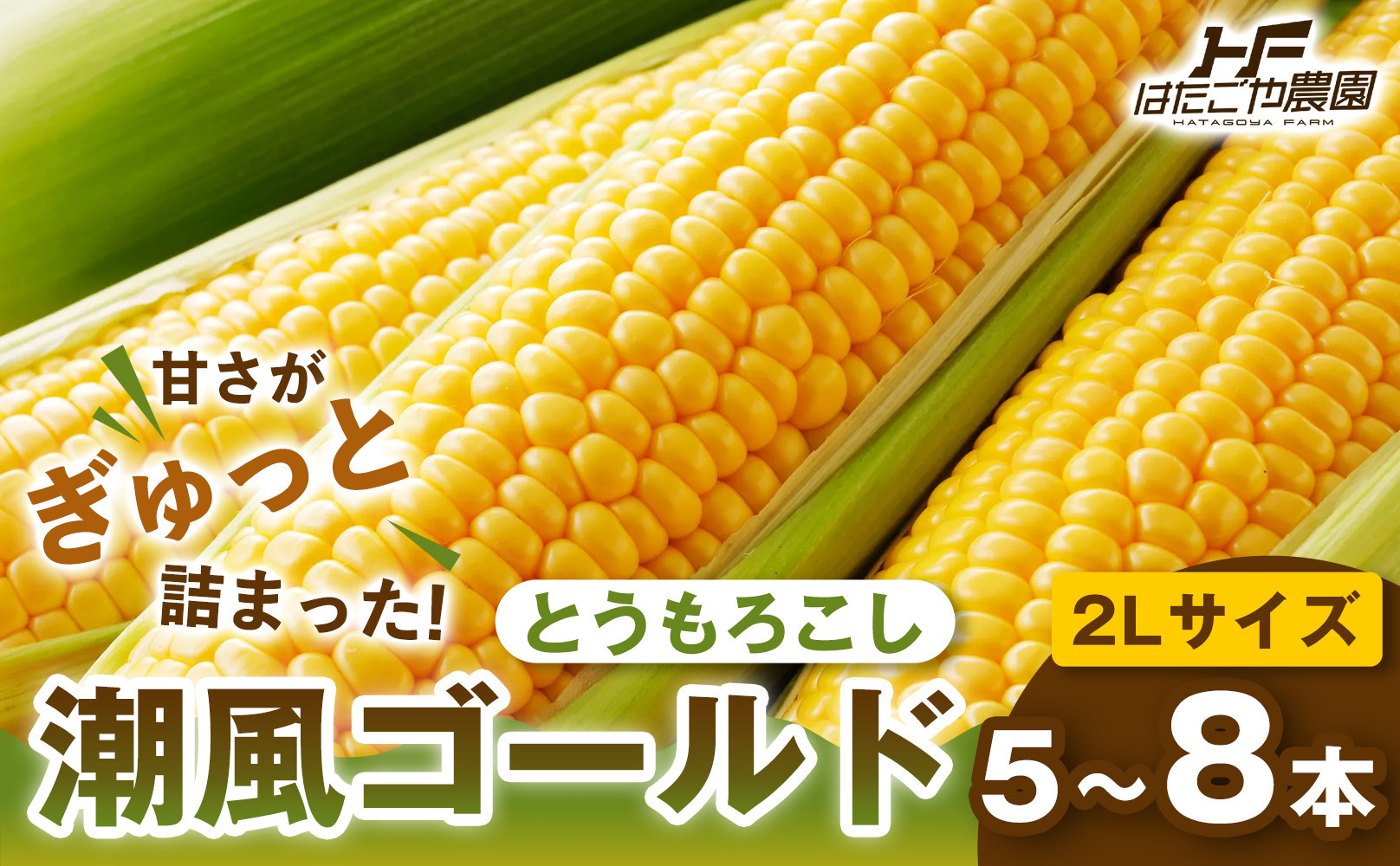 ［夏の味覚］潮風ゴールド&nbsp;2Lサイズ&nbsp;5～8本&nbsp;1セット&nbsp;とうもろこし&nbsp;トウモロコシ&nbsp;ゴールドラッシュ&nbsp;黄色&nbsp;潮風ゴールド&nbsp;スイートコーン&nbsp;茹でとうもろこし&nbsp;白浜町
