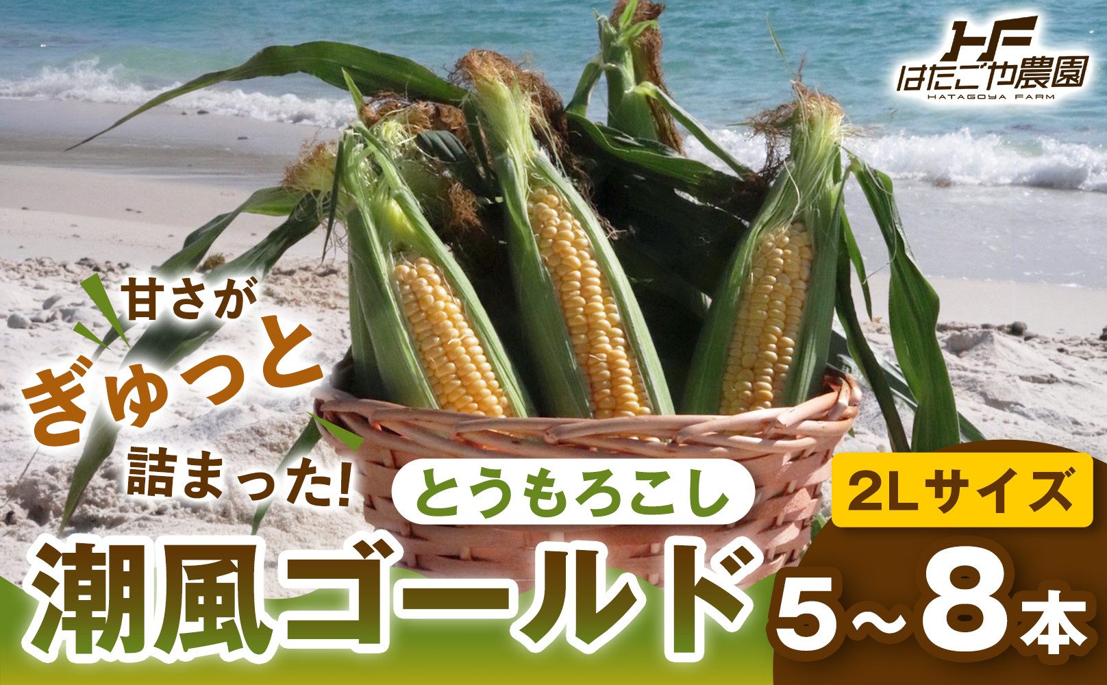 ［2027年発送&nbsp;先行予約&nbsp;夏の味覚］潮風ゴールド&nbsp;2Lサイズ&nbsp;5～8本&nbsp;1セット&nbsp;とうもろこし&nbsp;トウモロコシ&nbsp;ゴールドラッシュ&nbsp;黄色&nbsp;スイートコーン&nbsp;茹でとうもろこし&nbsp;白浜町