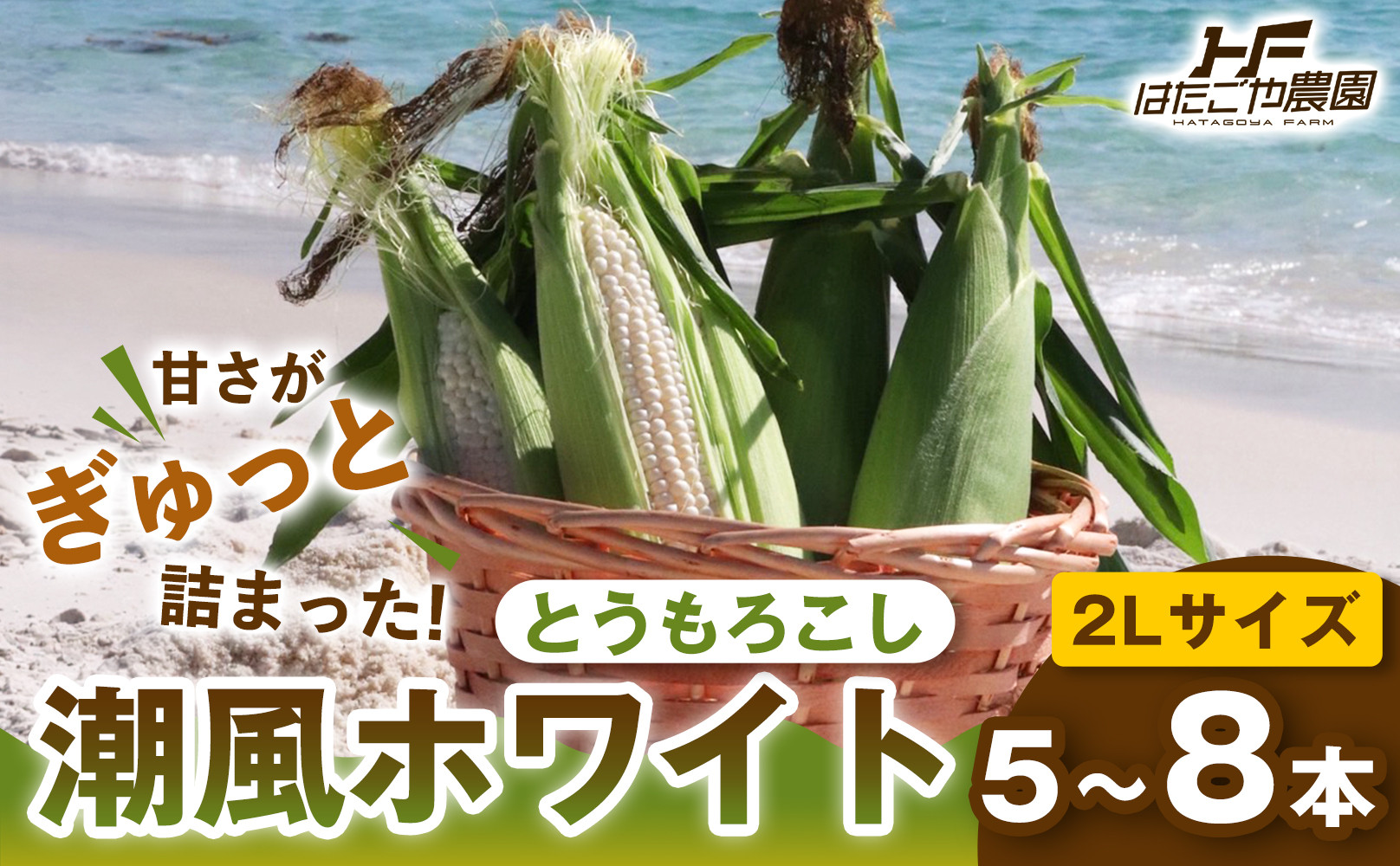 ［2027年発送&nbsp;先行予約&nbsp;夏の味覚］潮風ホワイト&nbsp;2Lサイズ&nbsp;5～8本&nbsp;1セット&nbsp;とうもろこし&nbsp;トウモロコシ&nbsp;白&nbsp;コーン&nbsp;とうもろこし&nbsp;BBQ&nbsp;焼き肉&nbsp;白浜町