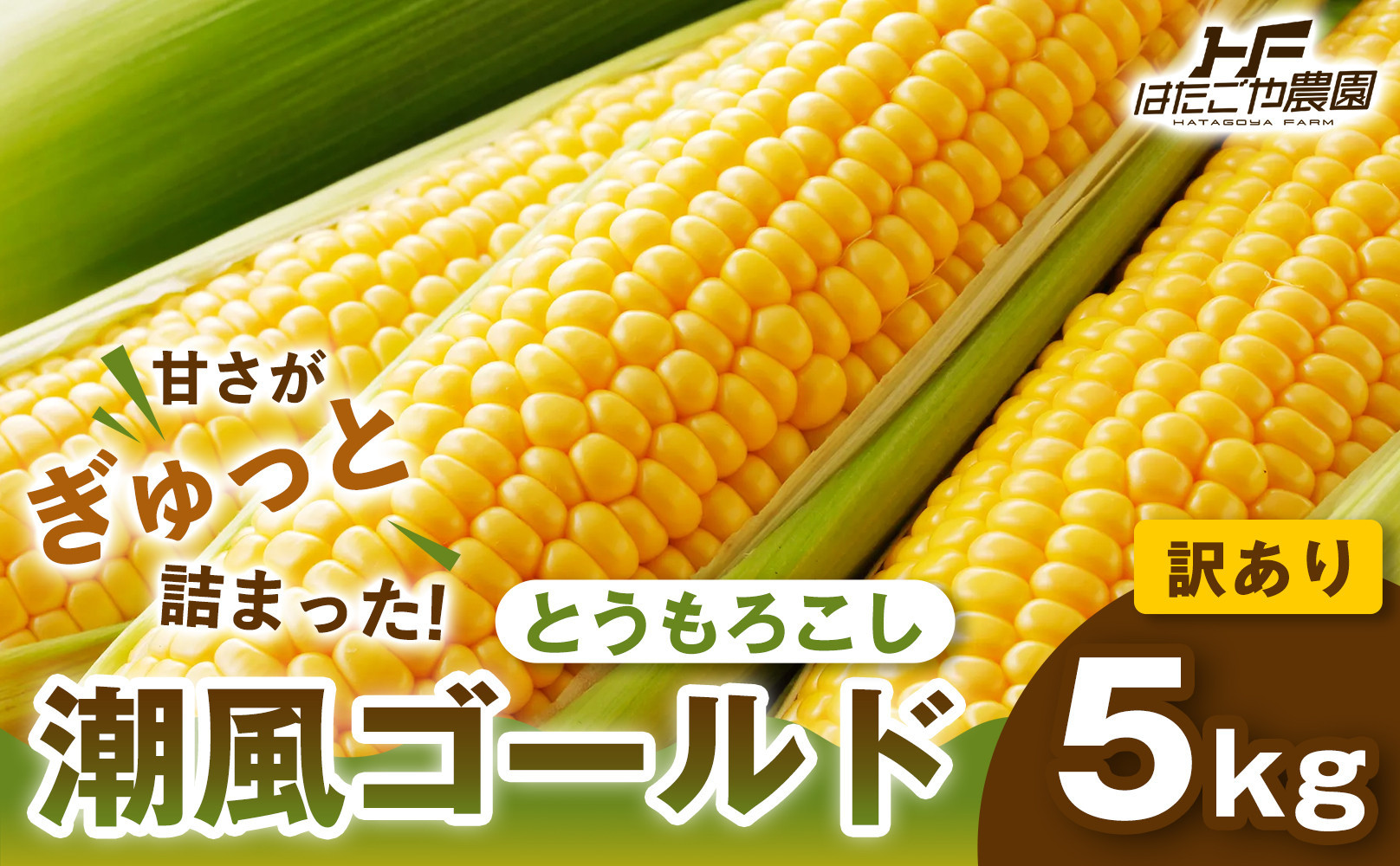 ［おいしさそのまま］訳アリ&nbsp;潮風ゴールド&nbsp;5kg&nbsp;1セット&nbsp;とうもろこし&nbsp;トウモロコシ&nbsp;ゴールドラッシュ&nbsp;黄色&nbsp;潮風ゴールド&nbsp;スイートコーン&nbsp;茹でとうもろこし&nbsp;BBQ&nbsp;焼き肉&nbsp;白浜町
