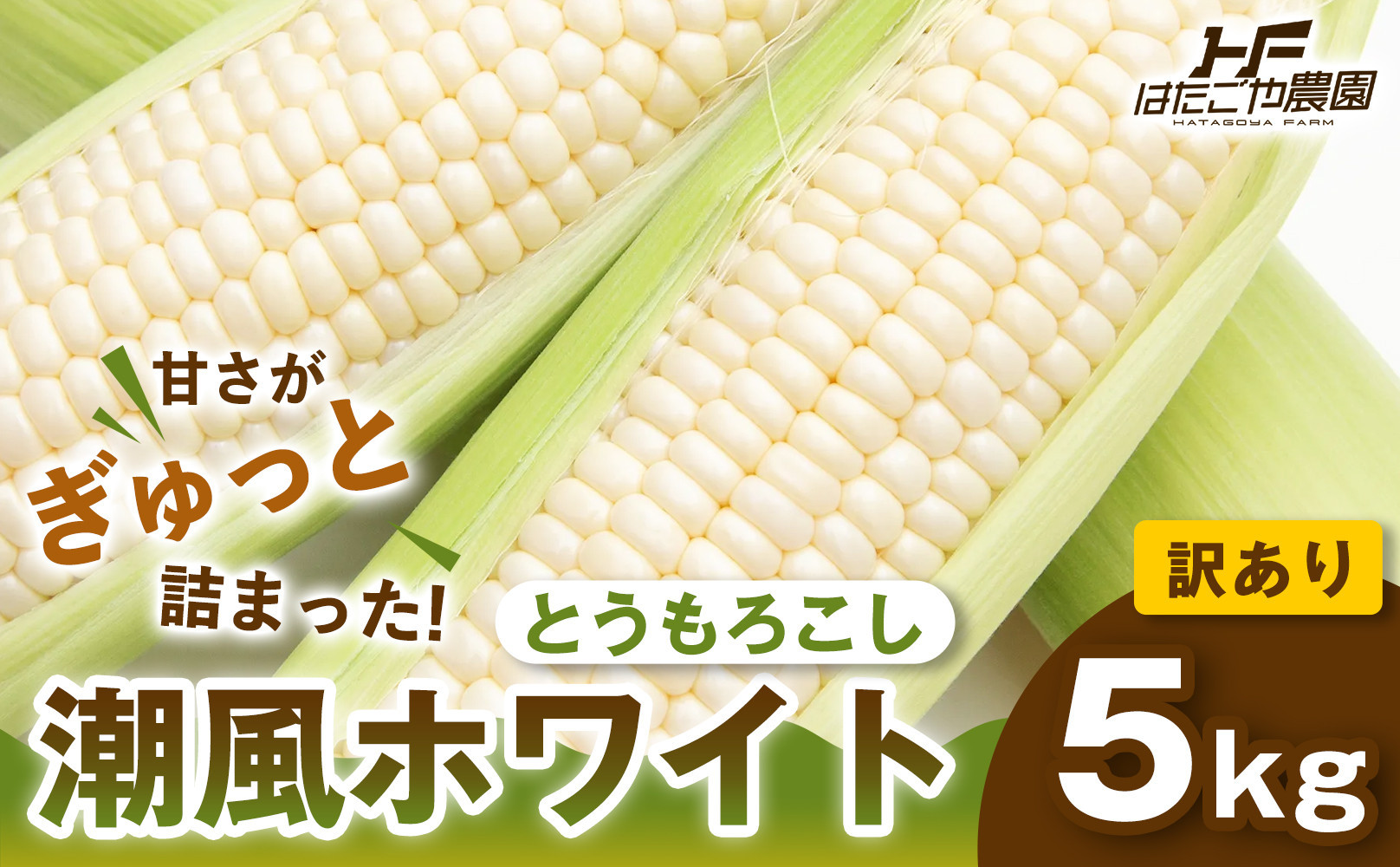 ［おいしさそのまま］訳アリ&nbsp;潮風ホワイト&nbsp;5kg&nbsp;1セット&nbsp;とうもろこし&nbsp;トウモロコシ&nbsp;白&nbsp;コーン&nbsp;とうもろこし&nbsp;BBQ&nbsp;焼き肉&nbsp;白浜町