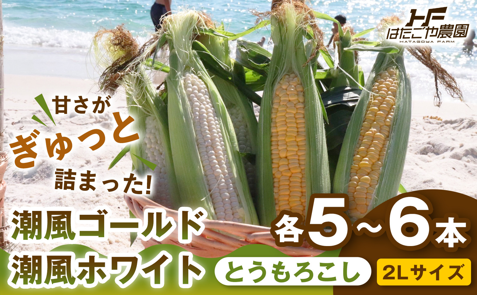 ［2027年発送&nbsp;先行予約&nbsp;夏の味覚］［旬の２種類を贅沢に］食べ比べセット&nbsp;1セット&nbsp;とうもろこし&nbsp;トウモロコシ&nbsp;ゴールドラッシュ&nbsp;黄色&nbsp;潮風ゴールド&nbsp;潮風ホワイト&nbsp;スイートコーン&nbsp;茹でとうもろこし&nbsp;BBQ&nbsp;焼き肉&nbsp;白浜町