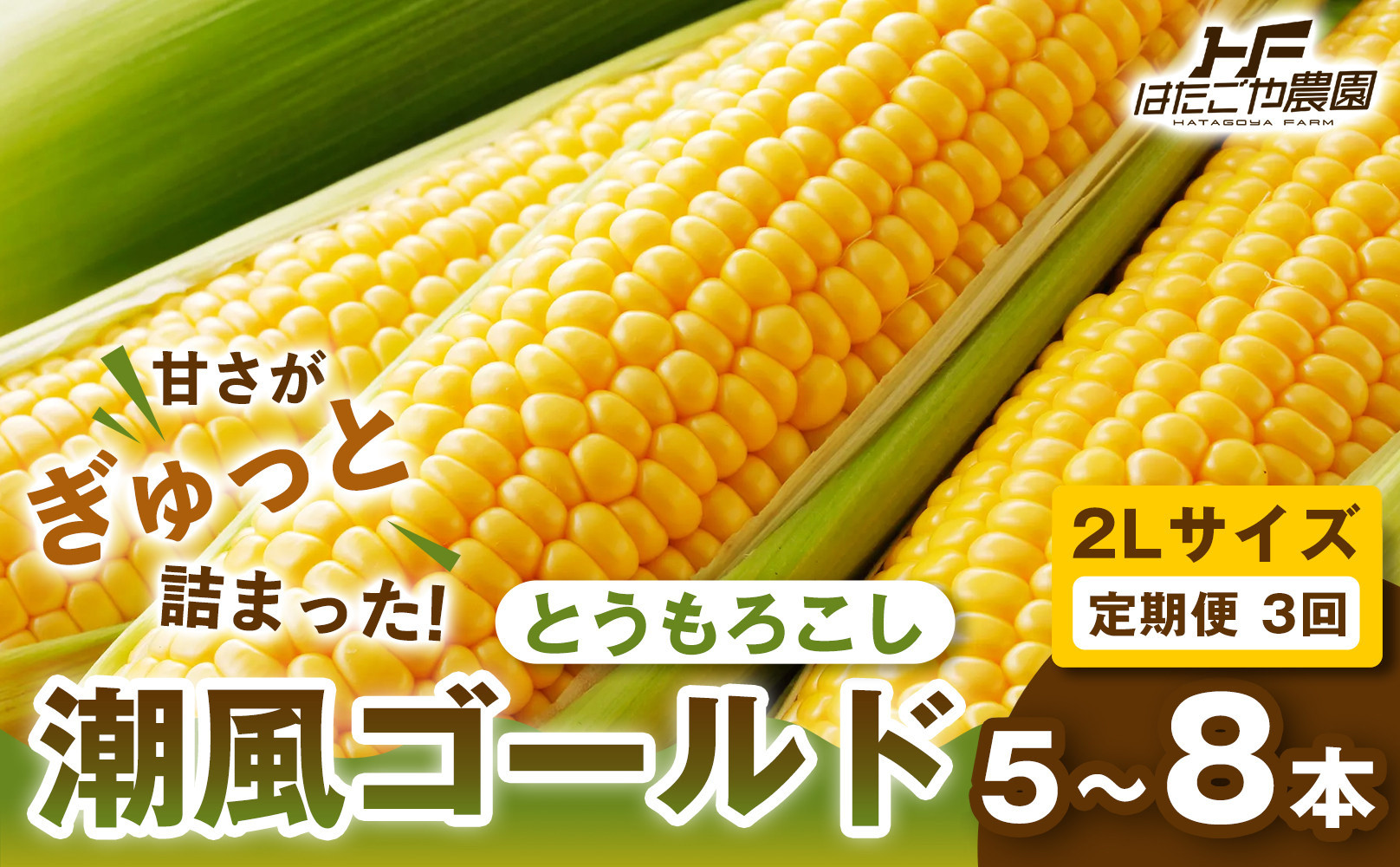 ［定期便・全3回］［夏の味覚］潮風ゴールド&nbsp;2Lサイズ&nbsp;5～8本&nbsp;1セット&nbsp;とうもろこし&nbsp;トウモロコシ&nbsp;ゴールドラッシュ&nbsp;黄色&nbsp;潮風ゴールド&nbsp;スイートコーン&nbsp;茹でとうもろこし&nbsp;BBQ&nbsp;焼き肉&nbsp;白浜町