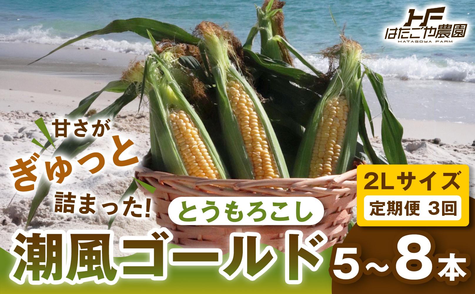 ［2027年発送&nbsp;先行予約&nbsp;夏の味覚］［定期便・全3回］潮風ゴールド&nbsp;2Lサイズ&nbsp;5～8本&nbsp;1セット&nbsp;とうもろこし&nbsp;トウモロコシ&nbsp;ゴールドラッシュ&nbsp;黄色&nbsp;スイートコーン&nbsp;茹でとうもろこし&nbsp;BBQ&nbsp;焼き肉&nbsp;白浜町