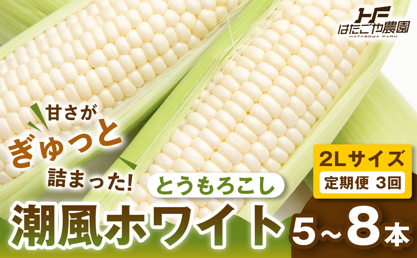 ［定期便・全3回］［夏の味覚］潮風ホワイト&nbsp;2Lサイズ&nbsp;5～8本&nbsp;1セット&nbsp;とうもろこし&nbsp;トウモロコシ&nbsp;白&nbsp;コーン&nbsp;とうもろこし&nbsp;BBQ&nbsp;焼き肉&nbsp;白浜町