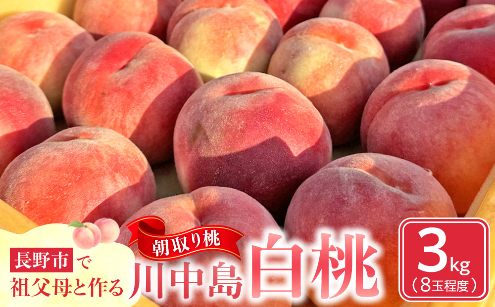 『先行予約』長野市で祖父母と孫が作る長野市産朝取り桃！川中島白桃３キロ（８玉程度）2026年8月下旬発送｜&nbsp;桃&nbsp;川中島白桃&nbsp;朝採り&nbsp;産地直送&nbsp;人気&nbsp;おすすめ&nbsp;フルーツ&nbsp;果物&nbsp;旬&nbsp;新鮮&nbsp;大玉&nbsp;甘い&nbsp;ジューシー&nbsp;長野県&nbsp;長野市&nbsp;信州&nbsp;信濃&nbsp;ふるさと納税