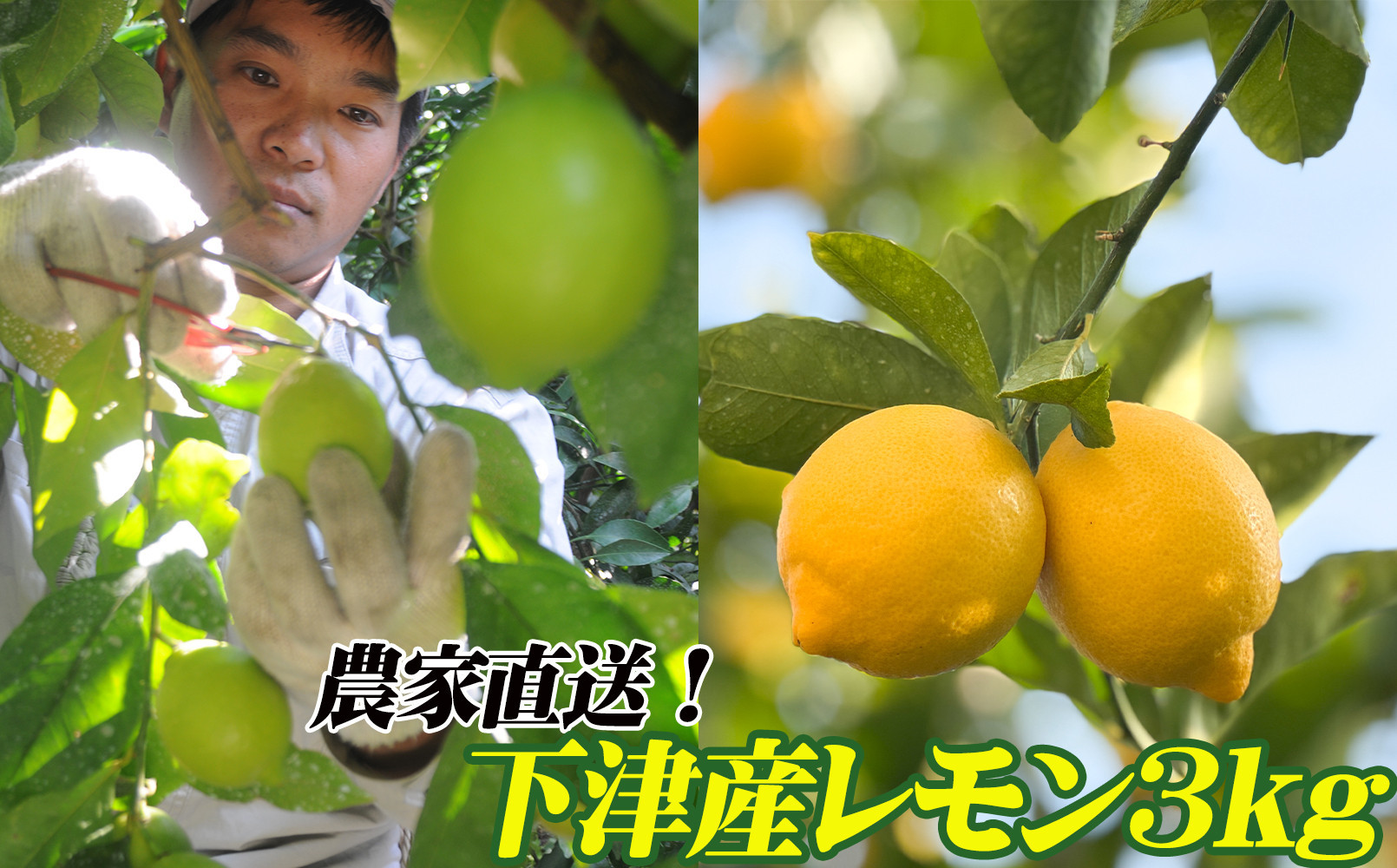 レモン&nbsp;約3kg&nbsp;大小混合サイズ&nbsp;11月～2月に鈴木みかん農園より農園直送！&nbsp;青いレモン&nbsp;黄色いレモン&nbsp;※北海道・沖縄・離島への配送不可