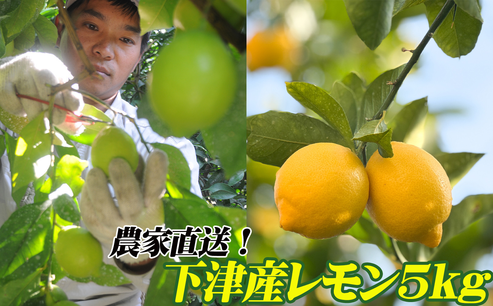 レモン&nbsp;約5kg&nbsp;大小混合サイズ&nbsp;ちょっと訳あり&nbsp;11月～2月に鈴木みかん農園より農園直送！&nbsp;青いレモン&nbsp;黄色いレモン&nbsp;※北海道・沖縄・離島への配送不可