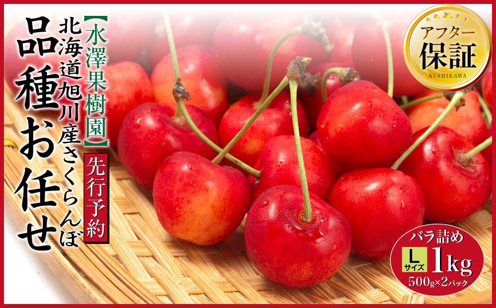 【先行予約】農家直送！&nbsp;品種お任せ&nbsp;&nbsp;Lサイズ&nbsp;バラ詰め1kg（500g×2パック）（2026年6月末から発送開始予定）水澤果樹園&nbsp;【&nbsp;さくらんぼ&nbsp;サクランボ&nbsp;果物&nbsp;くだもの&nbsp;フルーツ&nbsp;デザート&nbsp;旬&nbsp;お取り寄せ&nbsp;甘い&nbsp;北海道産&nbsp;人気&nbsp;ランキング&nbsp;北海道&nbsp;旭川市&nbsp;産地直送&nbsp;】_01179