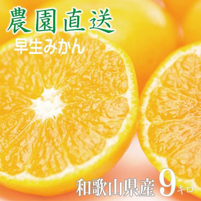 早生みかん9kg(大玉２L・３Lサイズおまかせ) 《ご家庭用》ちょっと訳あり 和歌山県より農園直送！まごころ産直みかん【北海道・沖縄県・一部離島 配送不可】大きい 蜜柑 温州みかん わけあり 訳アリ