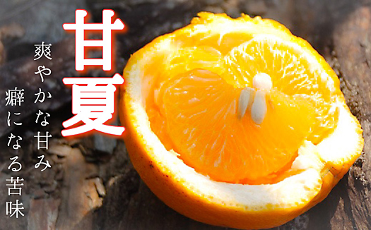 甘夏【訳あり】9kg&nbsp;和歌山県海南市の完熟甘夏&nbsp;あまなつ&nbsp;アマナツ&nbsp;夏みかん&nbsp;甘夏みかん&nbsp;和歌山&nbsp;海南市&nbsp;木成り甘夏&nbsp;&nbsp;果物&nbsp;みかん&nbsp;柑橘&nbsp;人気&nbsp;甘い&nbsp;おいしい&nbsp;フルーツ