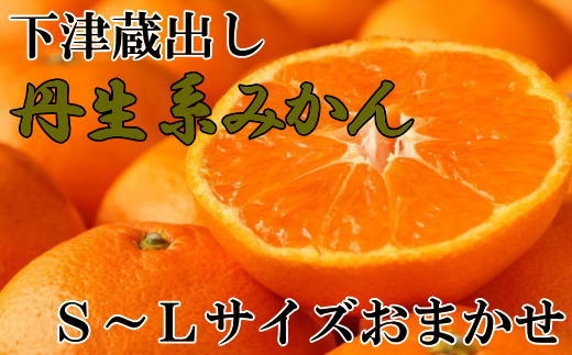 【高糖系】下津蔵出し丹生系みかん約5kg（S～Lサイズおまかせ）★2025年2月下旬頃より順次発送