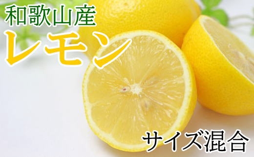 【産直】和歌山産レモン約5kg（サイズ混合）★2023年3月上旬より順次発送