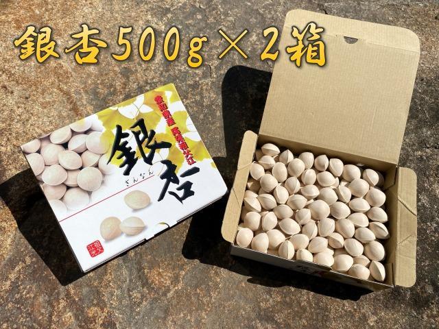 銀杏 祖父江のぎんなん 1kg ( 500g × 2箱 ) 大粒 光田農園