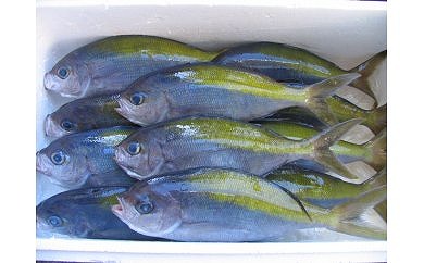 室戸産 新鮮地魚3種お造りセット
