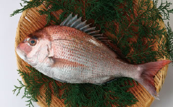 高知産　活〆　養殖　真鯛　1.0kg～1.5kg