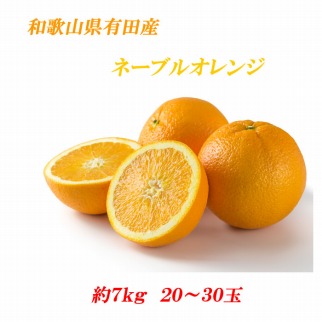 ■[2020年1月中旬より順次発送]和歌山県有田産　ネーブルオレンジ　約７ｋｇ　２０～３０玉