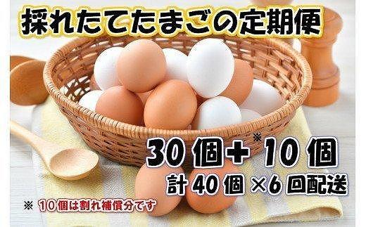 おおいた新鮮たまご10月から半年間定期便/計6回発送l