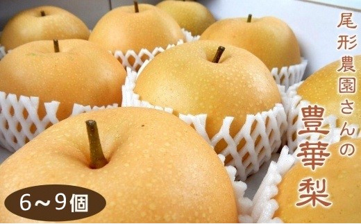 尾形農園の豊華梨(ゆたかなし)（2）【6～9玉入り】【フルーツ 果物 くだもの 食品 人気 おすすめ 送料無料】