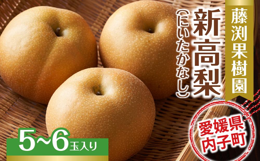 藤渕果樹園の新高梨（にいたかなし）（1）【5～6玉入り】【フルーツ 果物 くだもの 食品 人気 おすすめ 送料無料】