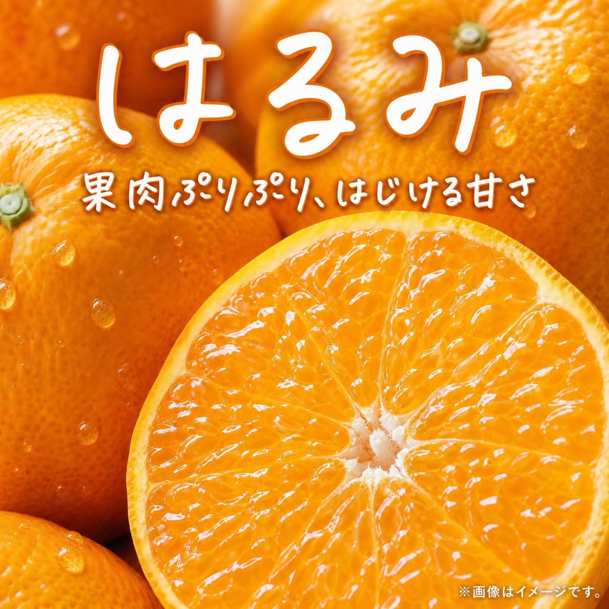 果肉ぷりぷり!完熟はるみ　５ｋｇ［2027年2月上旬頃～2027年2月下旬頃に順次発送］［UT22］