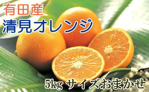 【濃厚】有田産清見オレンジ約5kg（サイズおまかせ・青秀以上）★2025年2月中旬頃より順次発送【TM43】