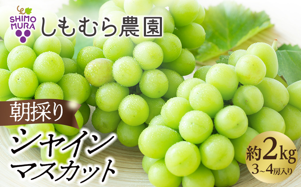 ☆2026年7月下旬より順次発送☆朝採りシャインマスカット（3～4房入り