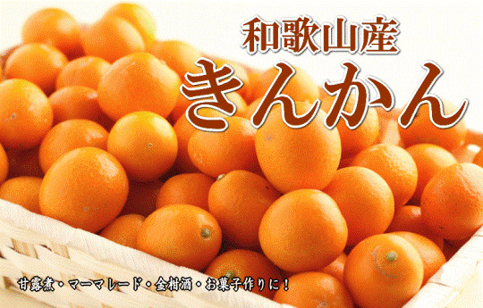きんかん／《完熟きんかん》金柑 たっぷり4kg 秀品 Lサイズ以上｜きんかん 金柑 完熟 秀品 柑橘