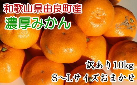 【訳あり・ご家庭用】和歌山由良町産のみかん約10kg