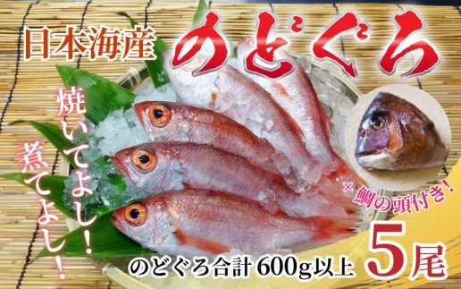 【真鯛の頭付き】煮てよし焼いてよし！ 日本海産のどぐろ 5パック ／ 高級魚 ビール 煮魚 焼き魚 おつまみ 魚介類 海の幸 国産 個包装 お取り寄せ