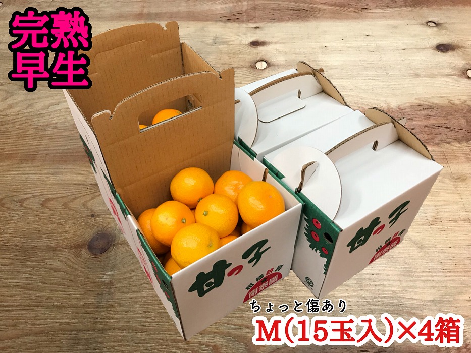 年内発送 手さげ箱 ちょっと 傷あり 完熟早生 有田みかん M 15玉入 × 4箱 和歌山 南泰園