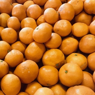 厳選！濃厚有田みかん10kg(2S～Lサイズ)【先行予約】 | JTBのふるさと