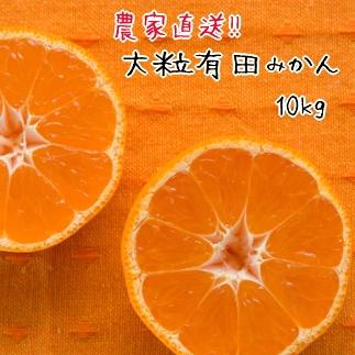 大粒 有田 みかん 10kg 【先行予約】 みかんの本場和歌山有田より農家直送！／11月中旬～発送予定