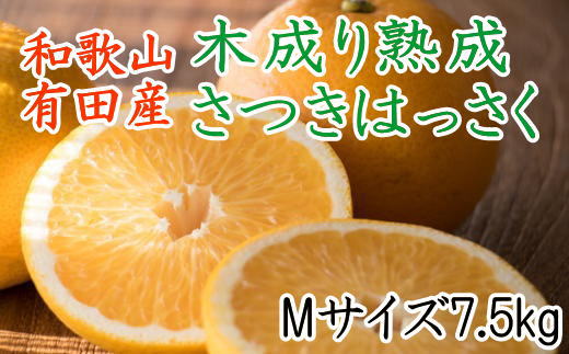 こだわりの和歌山有田産木成り熟成さつき八朔7.5kg(Mサイズ) ★2025年4月より順次発送