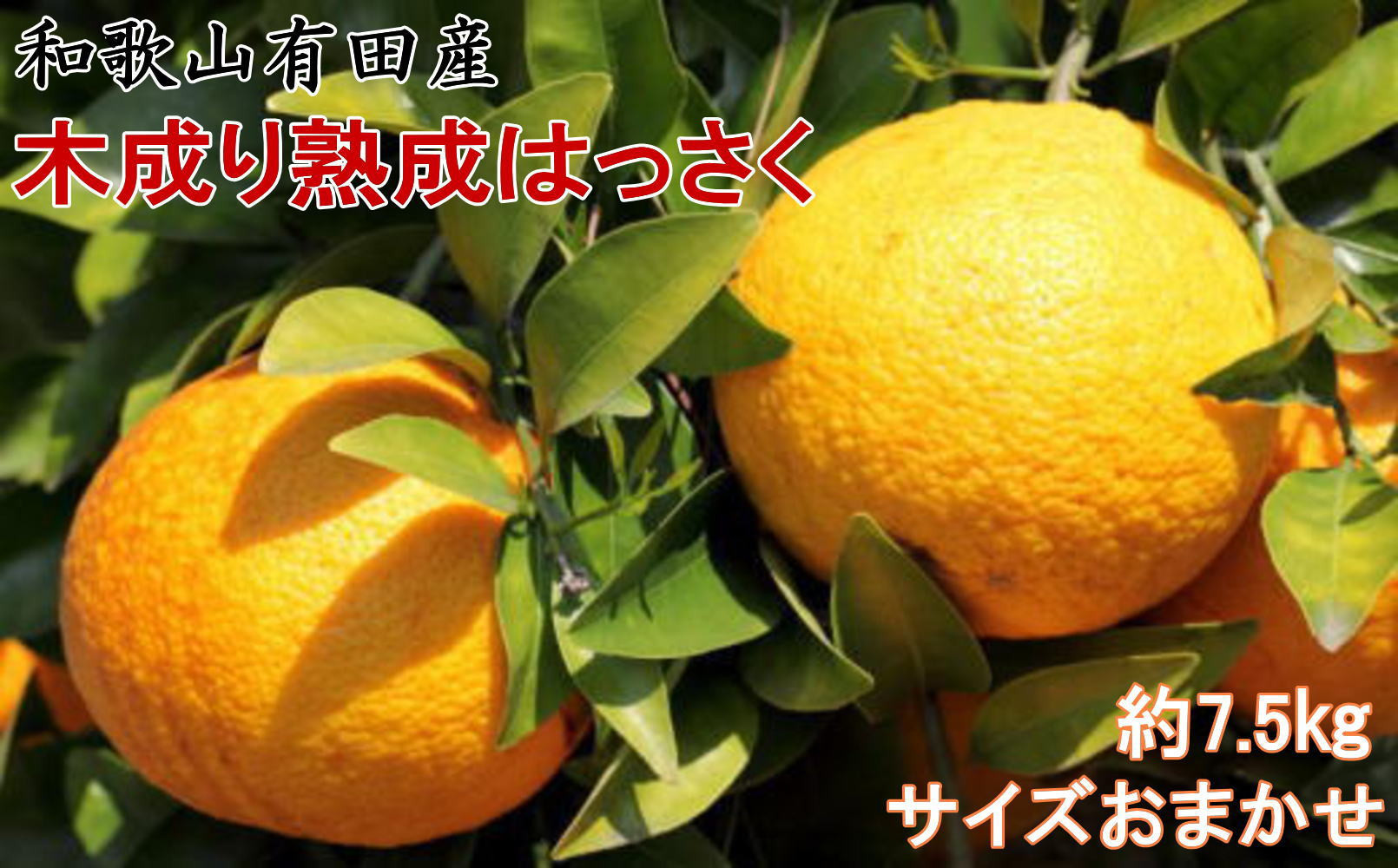 こだわりの和歌山有田産木成り熟成さつき八朔約7.5Kg(M～２Lサイズおまかせ)&nbsp;★2026年3月下旬頃より順次発送