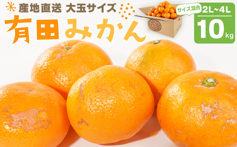 産地直送 有田みかん 大玉サイズ 2L～4L サイズ混合 約10kg 喜楽farms 【2025年12月以降順次発送】