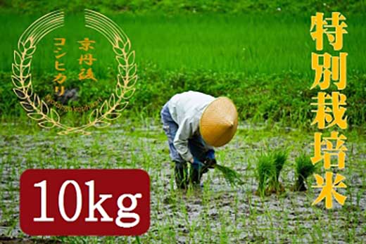 【半年間お届け】特別栽培米コシヒカリ10kg 月1回×6カ月【定期便】