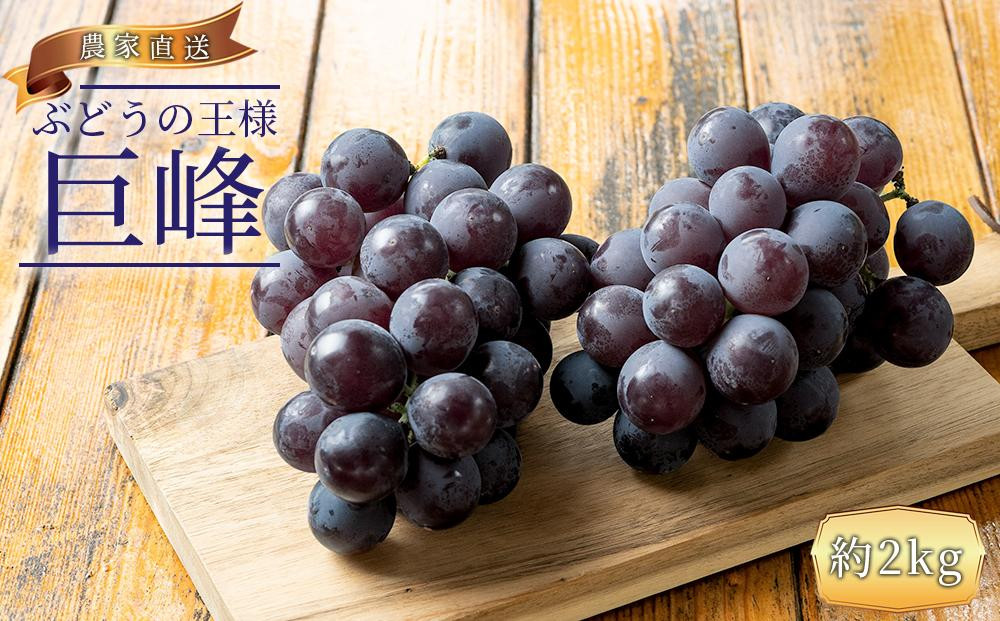 ぶどうの王様 農家直送 朝採り 巨峰 約2kg［2026年・先行予約］
