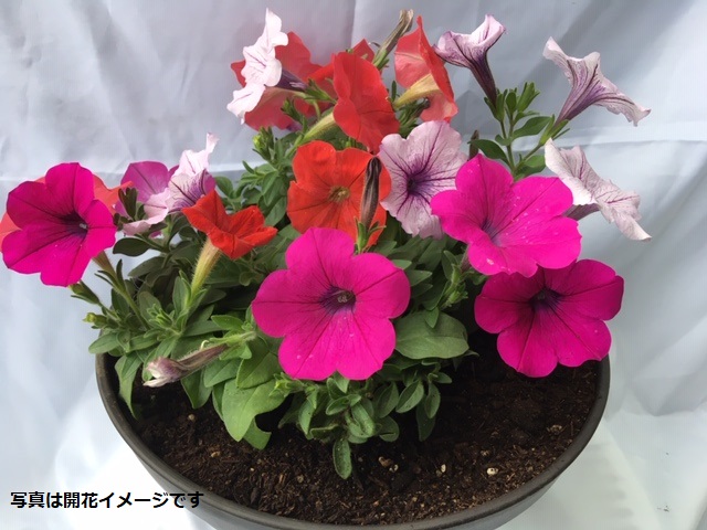 伊川谷町産の季節の花壇苗「生産者おまかせセット」
