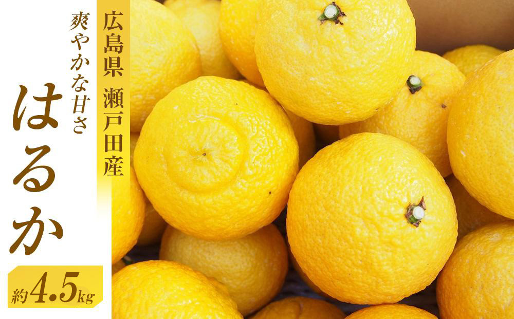 爽やかな甘さのはるか　4.5ｋｇ　＜2026年2月下旬より発送開始＞【はるか みかん フルーツ 果物 青果 柑橘 尾道市】