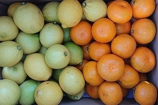 瀬戸田レモン3ｋｇと季節の柑橘2ｋｇ＜2023年11月下旬より発送開始＞