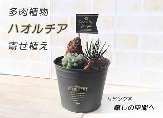 品切れ 多肉植物ハオルチア寄せ植え 1鉢 Jtbのふるさと納税サイト ふるぽ